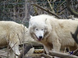 Tiergarten Schönbrunn am 24.02.2026